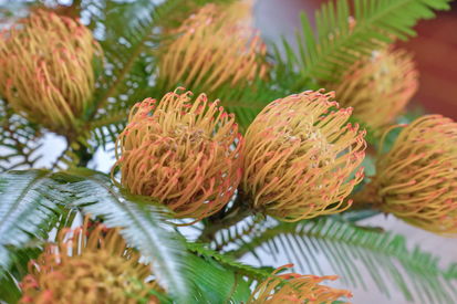 1305 Contra Costa Drive (26)