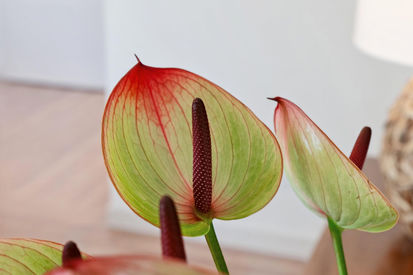 1305 Contra Costa Drive (46)