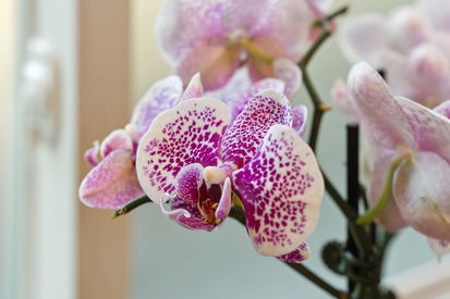 1305 Contra Costa Drive (57)