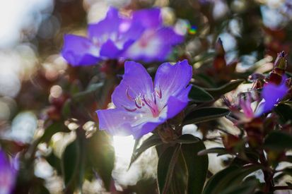 1312 Peralta Ave (41)