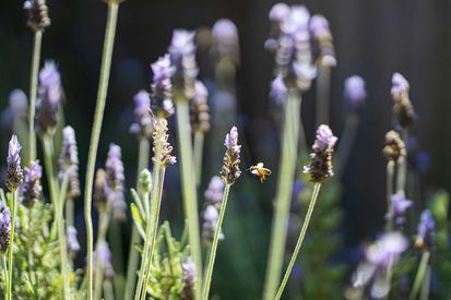 1312 Peralta Ave (42)