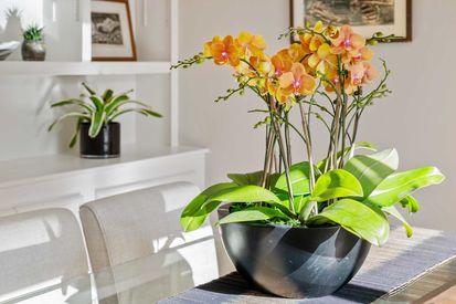 225 San Carlos Ave (13)