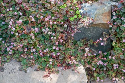 225 San Carlos Ave (31)