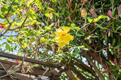 225 San Carlos Ave (34)