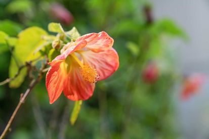 225 San Carlos Ave (6)