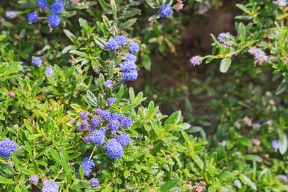 5020 Santa Rita Rd (36)