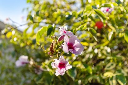 745 Albemarle St (47)