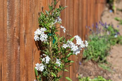 005-61-cowper-avenue.87008.p2k.004.web