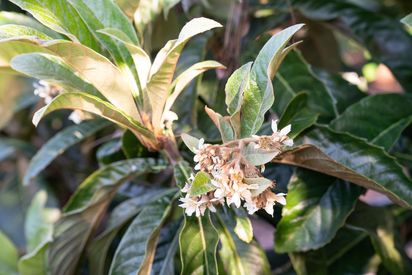 029-1468-monterey-street.86807.p1k.036.web