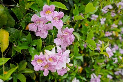 078-480-42nd-street-e.89259.p2k.043.web