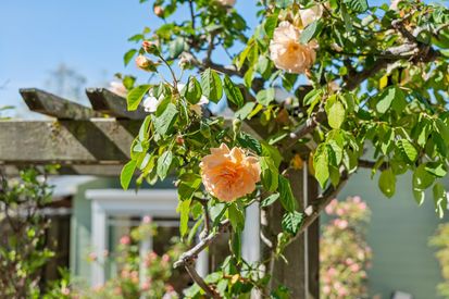 160-716-ashbury-avenue.89504.p2k.093.web