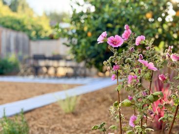 pink flower blurred table and lemon tree