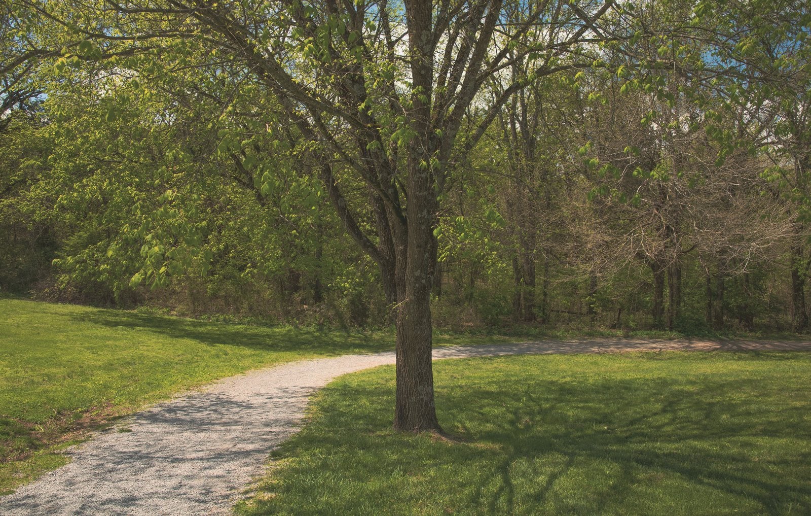 A gravel walking path curving past a large tree across a green lawn in spring