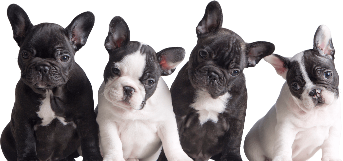 Frenchies Img 01