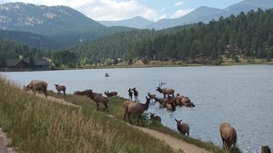Evergreen-CO-Elk-Evergreen-Lake