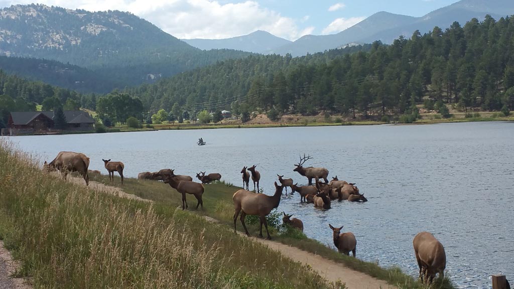 Elk at Evergreen Lake Colorado