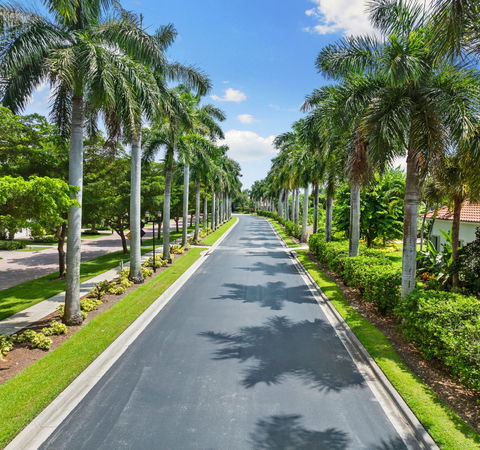 palm trees