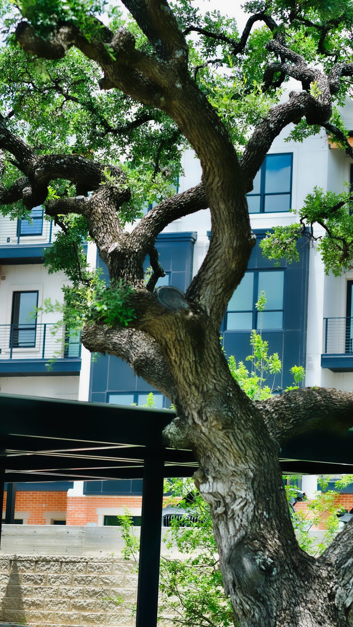 Mature oak tree at South Hausman Condos
