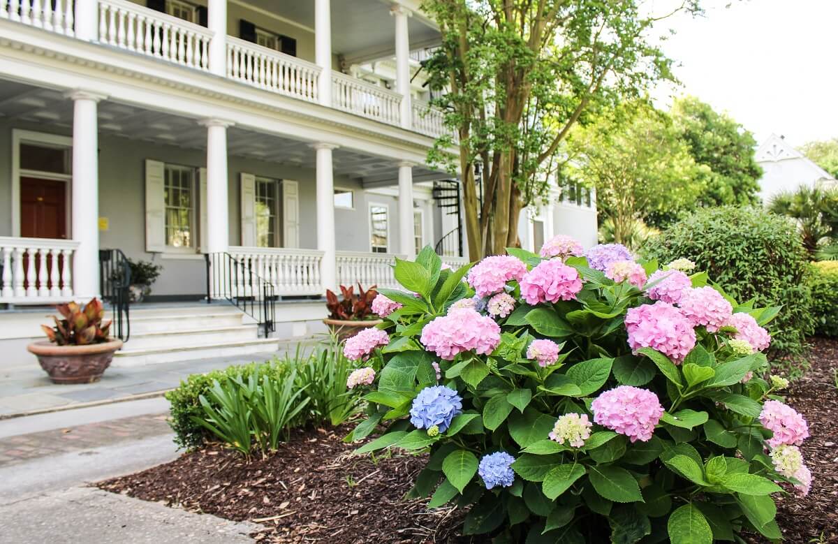 Hydrangea in bloom in Charleston