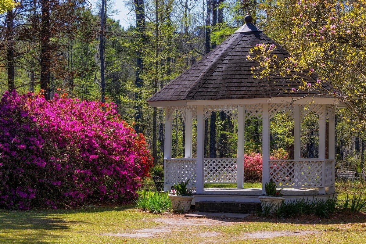 White gazbo next to a large blooming azalea bush