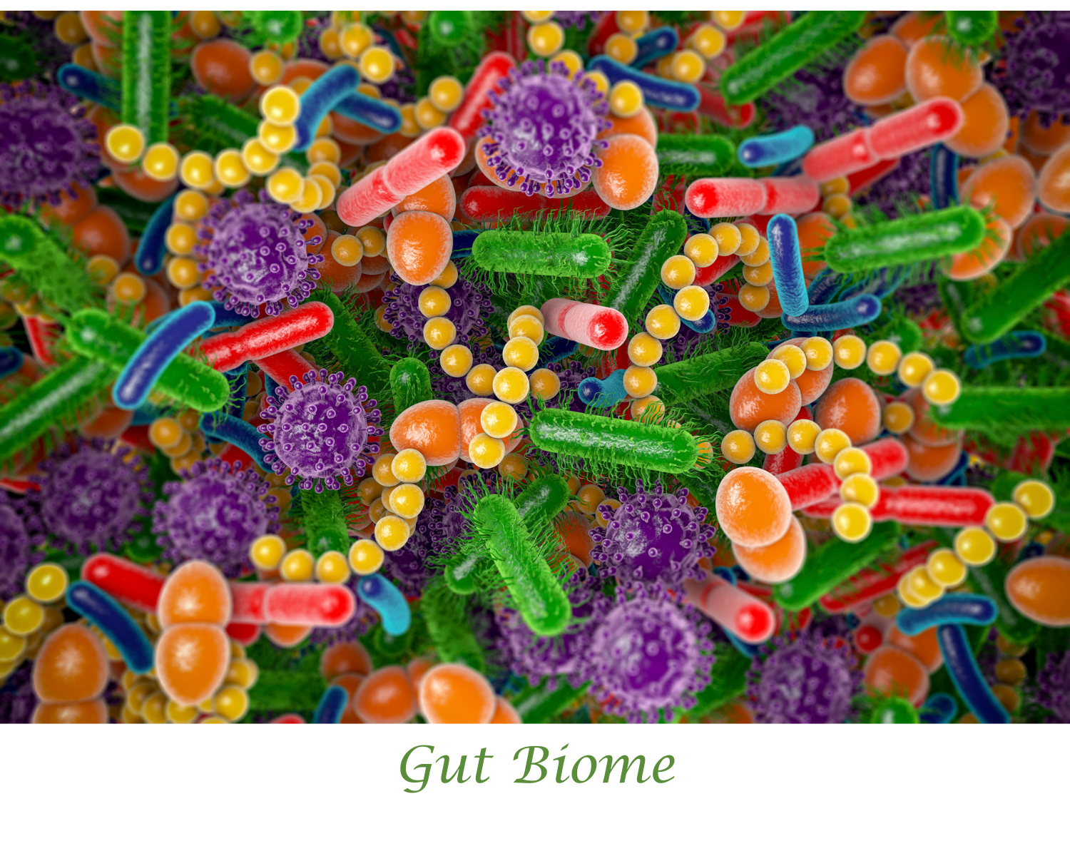 Gut Biome (2)