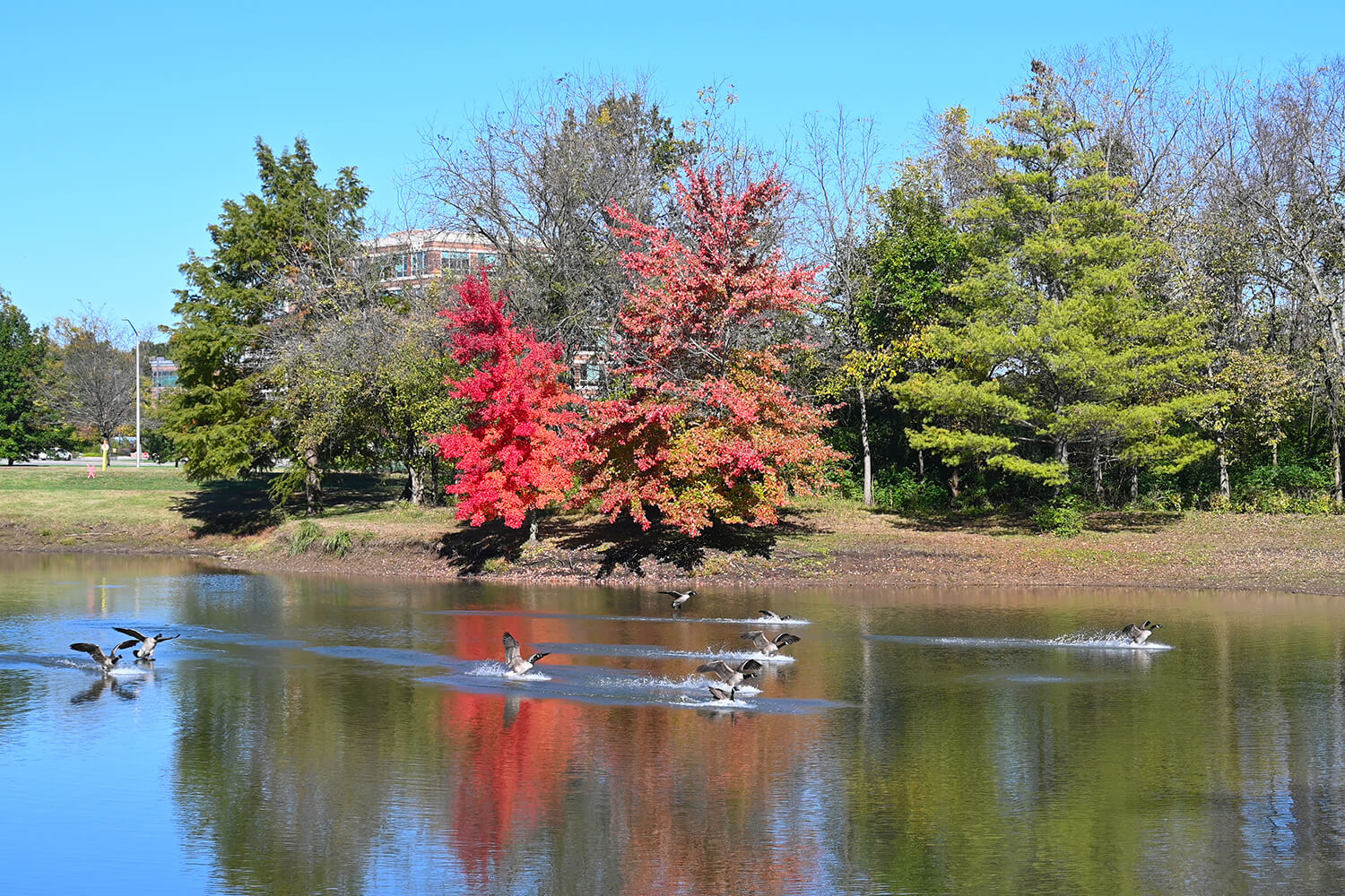 Ducks-landing-in-Leawood-Kansas