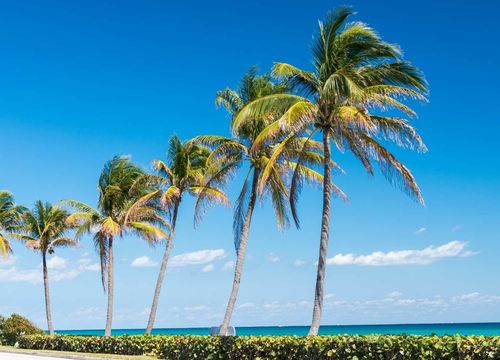 Alena - Area Page Image(22)