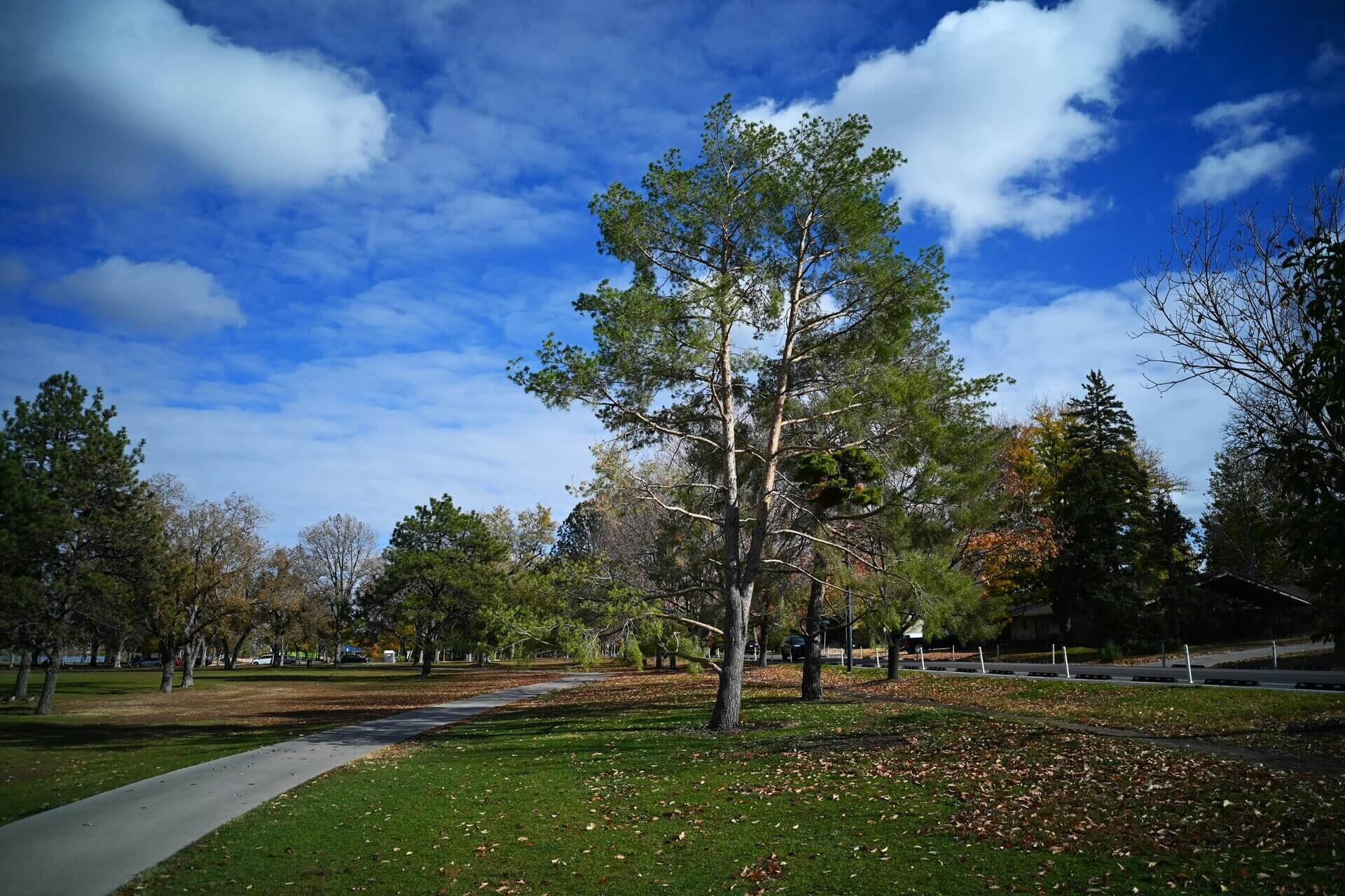 A picturesque park in Roanoke, TX, with expansive grassy areas and mature trees providing shade and beauty.