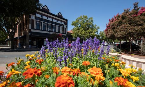 Vacaville- October 30th, 2025