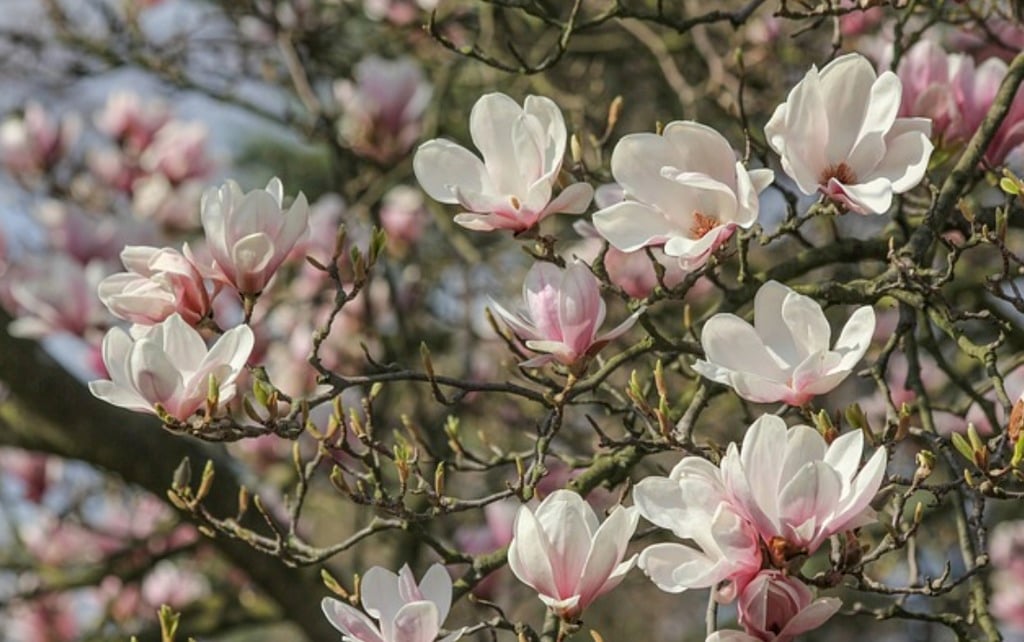 Screenshot 2026-03-05 at 4.31.16 PM