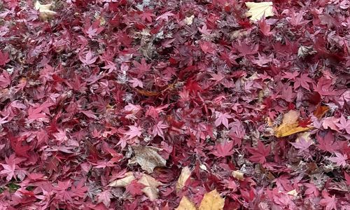 Is Fall a Good Time to Sell Your Home in the Kootenays?