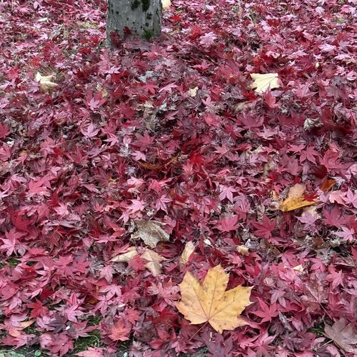 Is Fall a Good Time to Sell Your Home in the Kootenays?