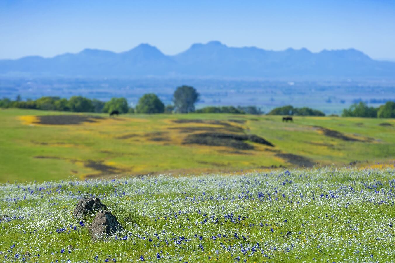 North Table Mountain Ecological Reserve, Oroville, California