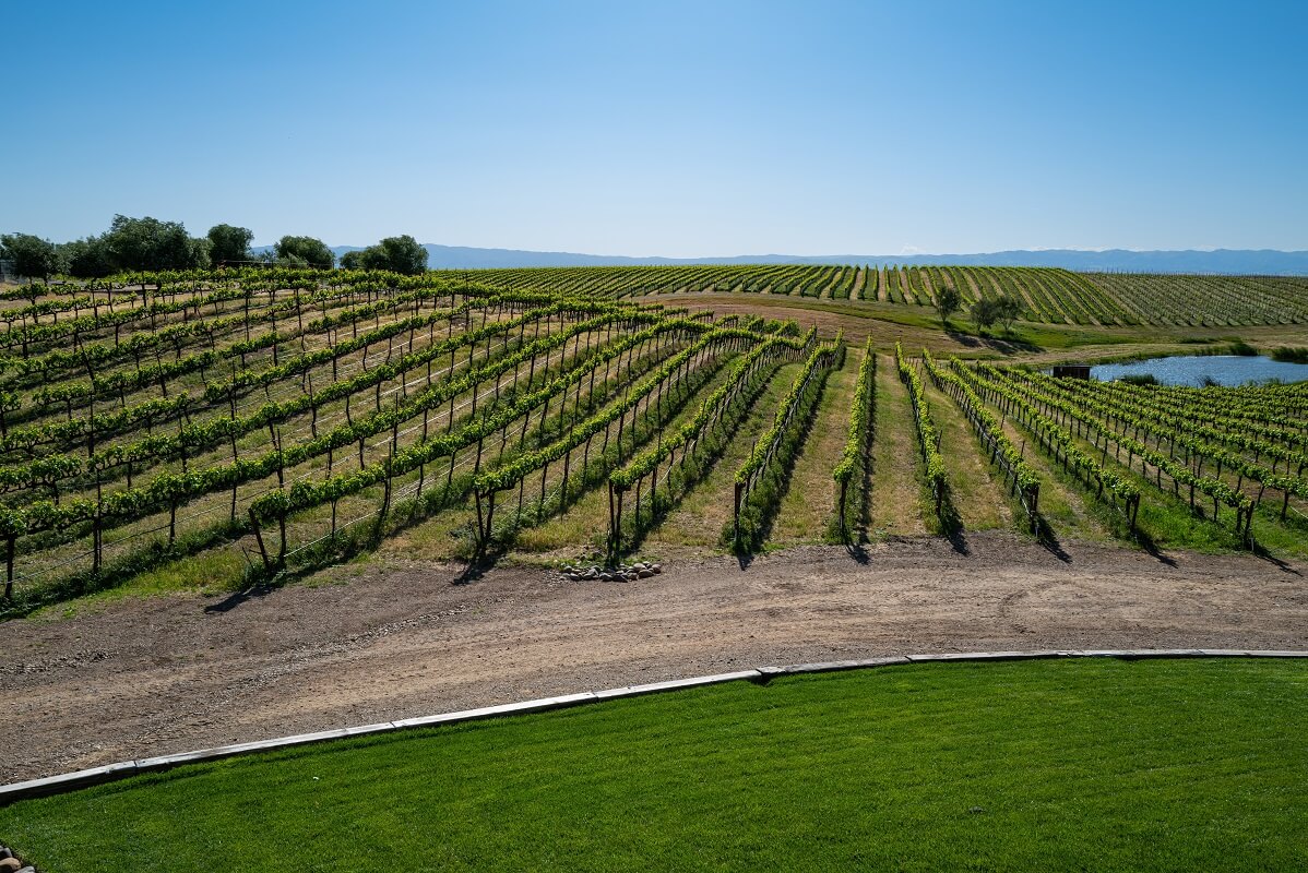 Vineyard in Zamora, Yolo County