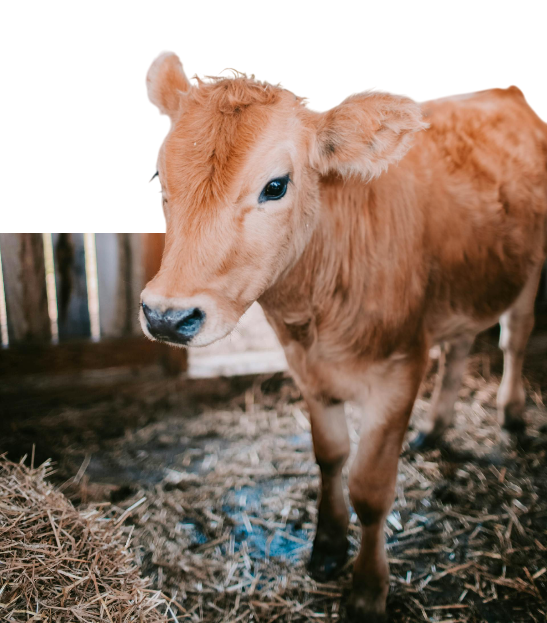 pexels-leah-newhouse-50725-1449656