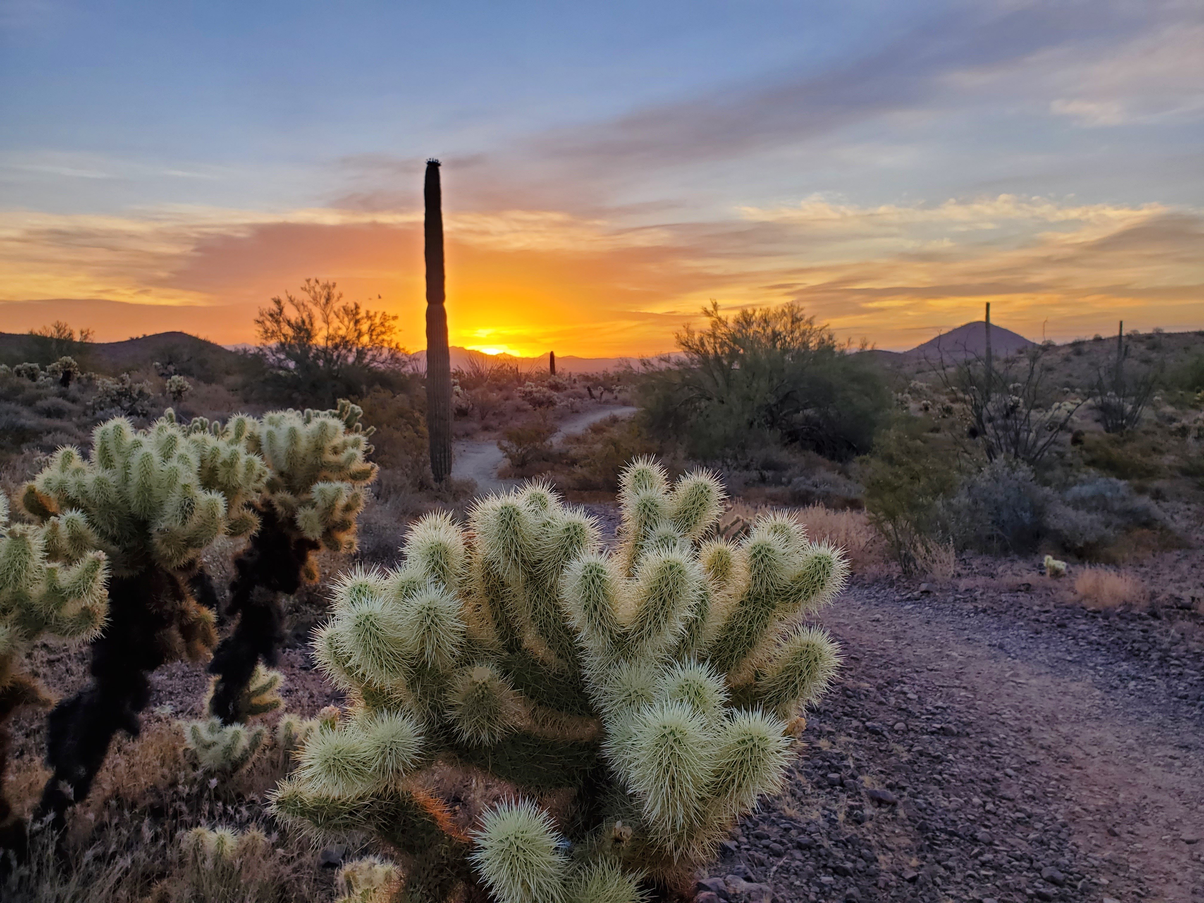 desert ridge pic