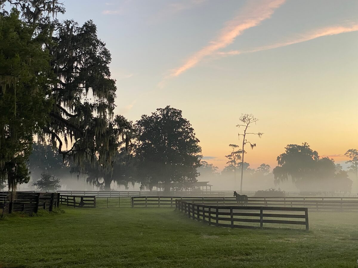 Pasture in Ocala, Florida