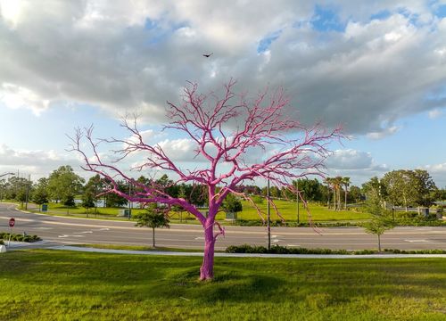 Pink tree at Lake Nona, south of Orlando