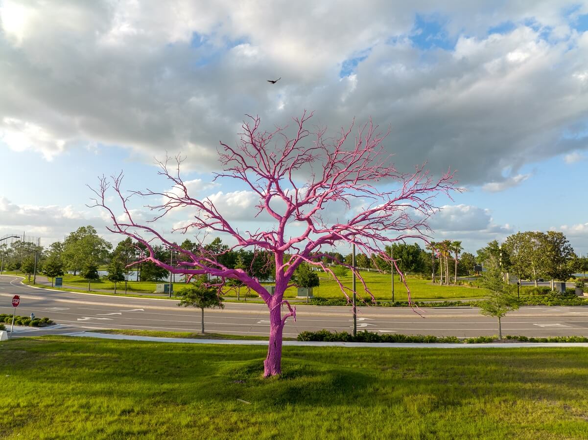 Pink tree at Lake Nona, south of Orlando