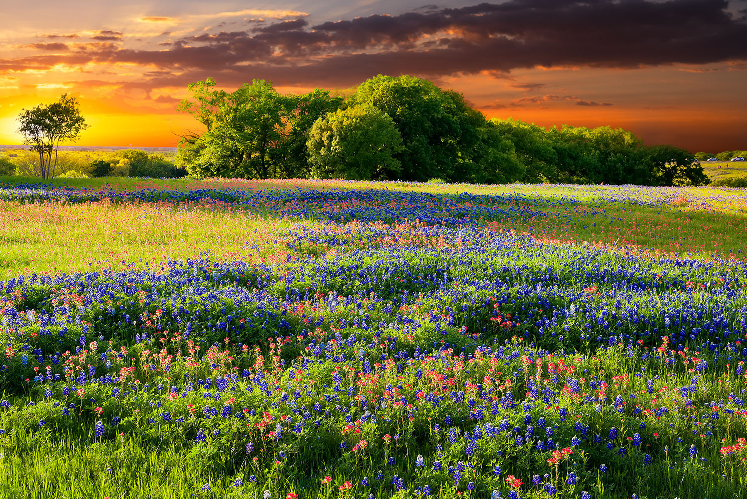 Bluebonnets,And,Indian,Paintbrushes,In,Late,Afternoon,Light
