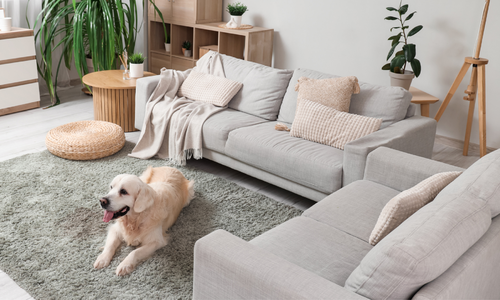 How to Find Pet-Friendly Housing in Roches&hellip;