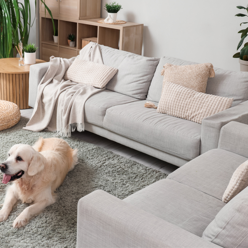 How to Find Pet-Friendly Housing in Rochester MN: What to Know Before You Search