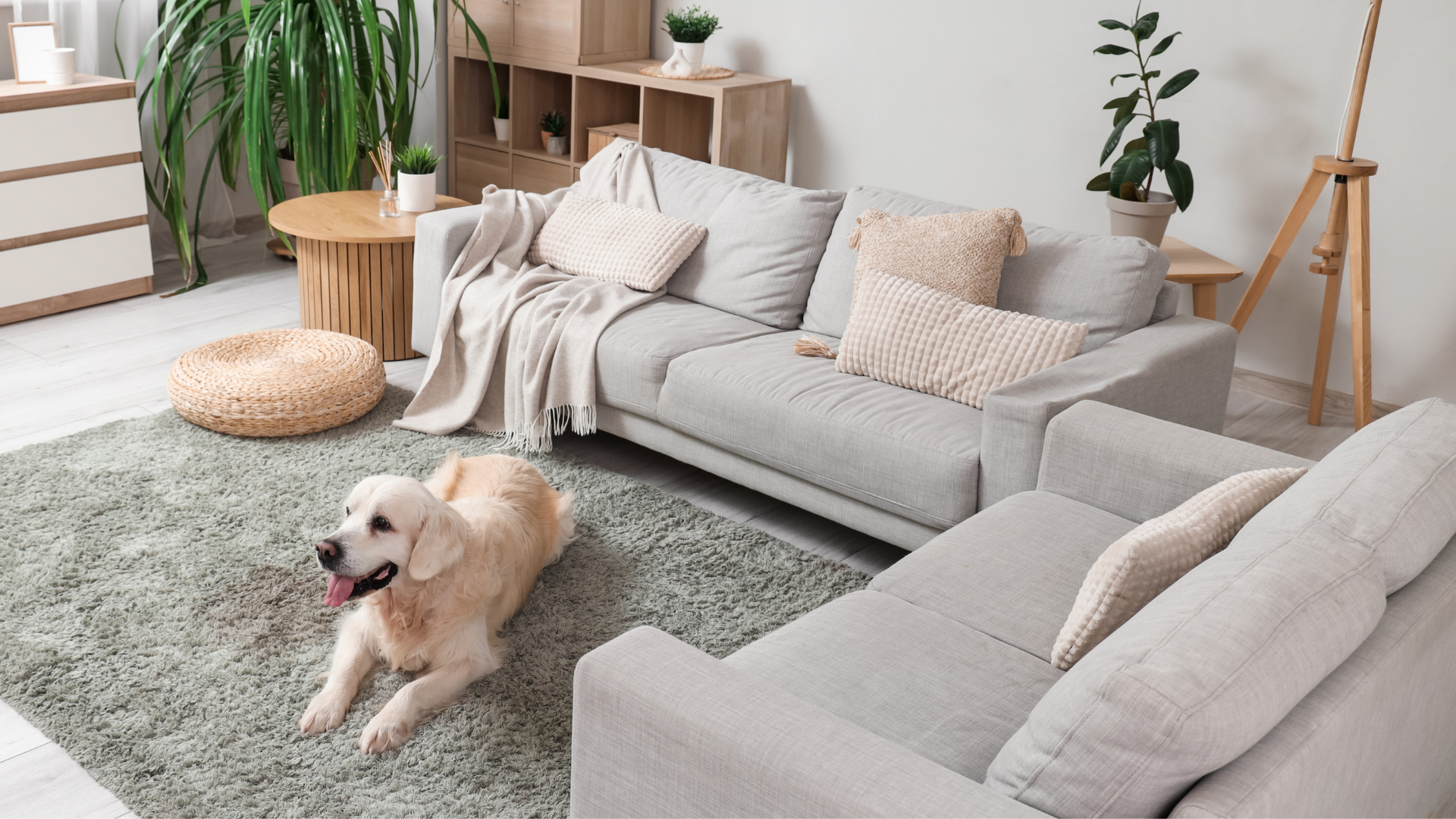 pet-friendly-living-room