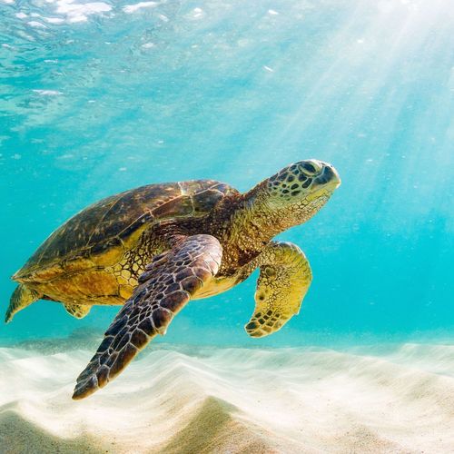 Mote Marine & Longboat Key Turtle Watch