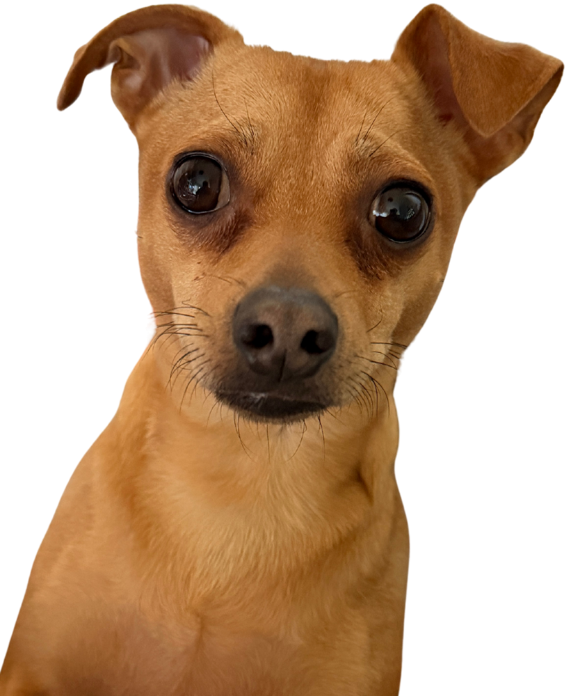 Peanut 1