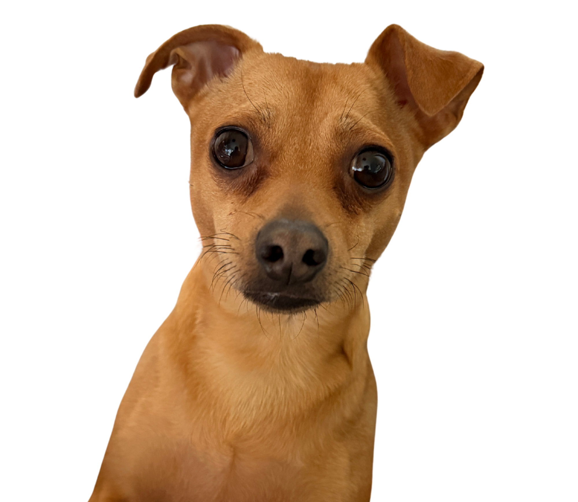 Peanut