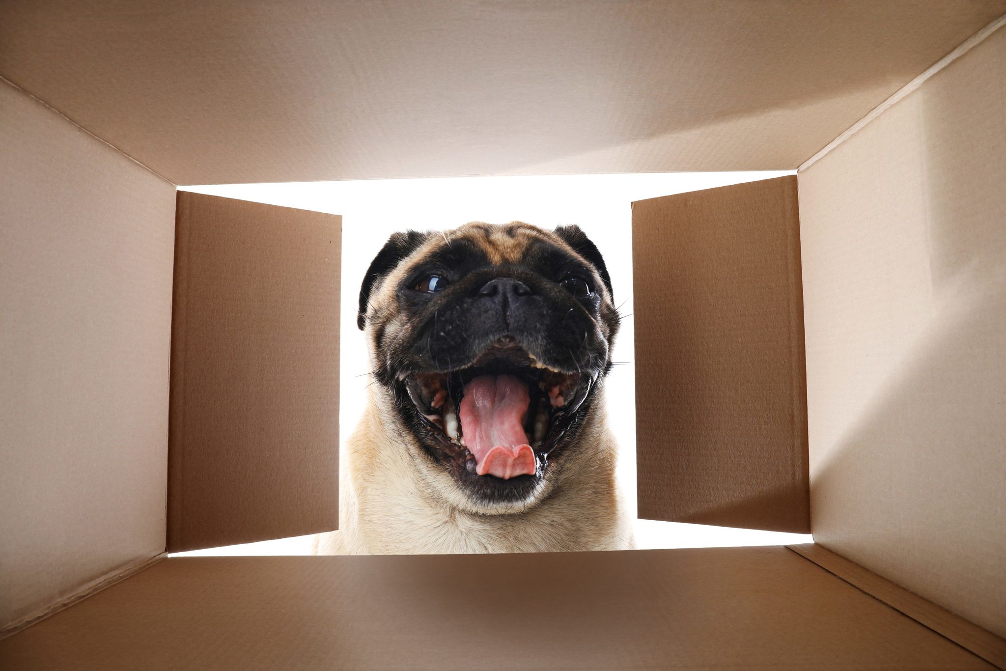 <span class="pre-headline">11</span>Every Closing Opens A Door For A Shelter Pet