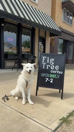 Fig Tree Coffee
