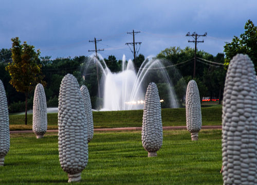 View,Of,The,Field,Of,Corn,At,The,Sam,And