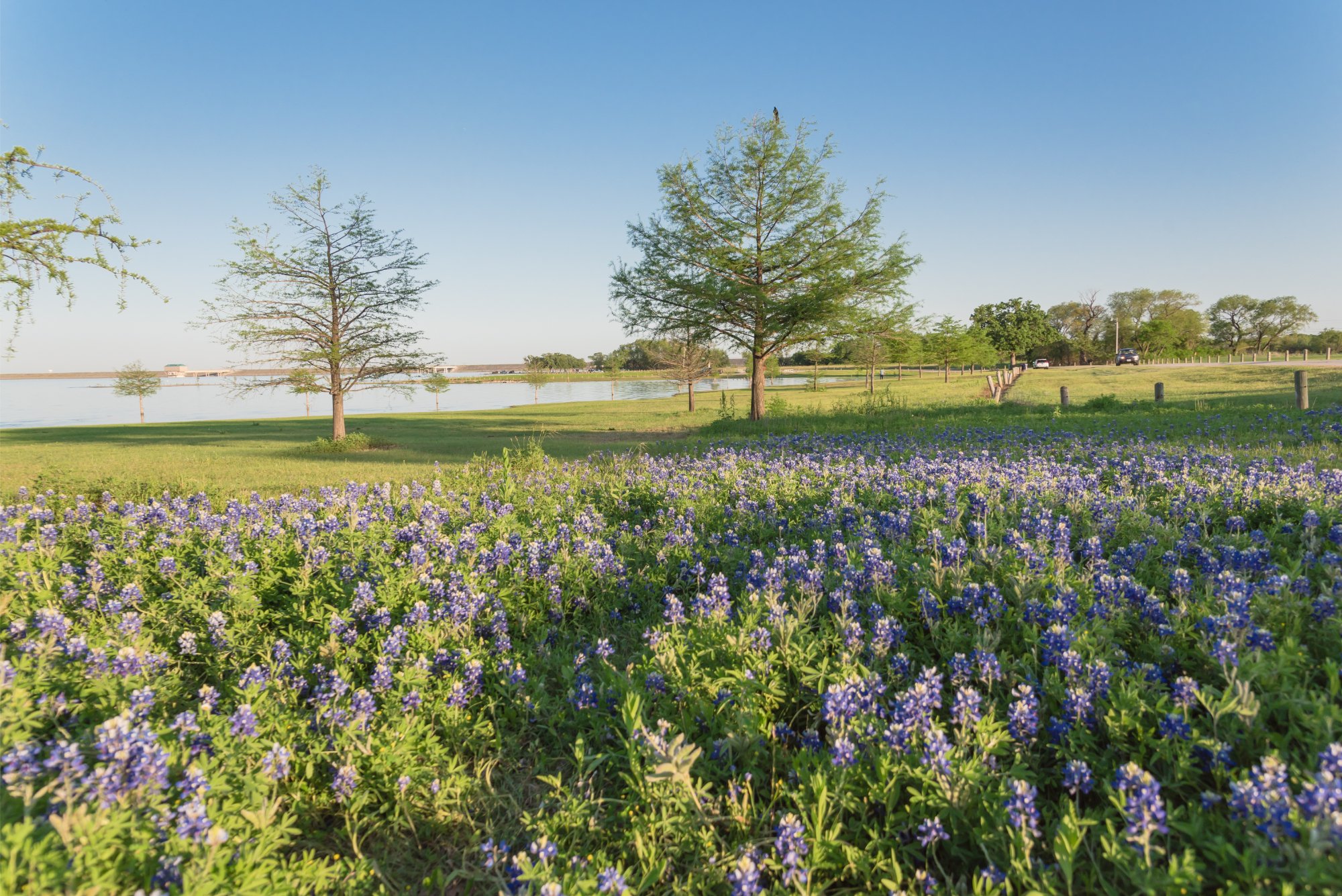 bluebonnet field by lake